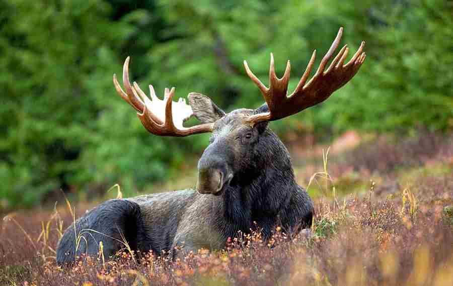 Environment ministry halts regulation on. elk hunting
