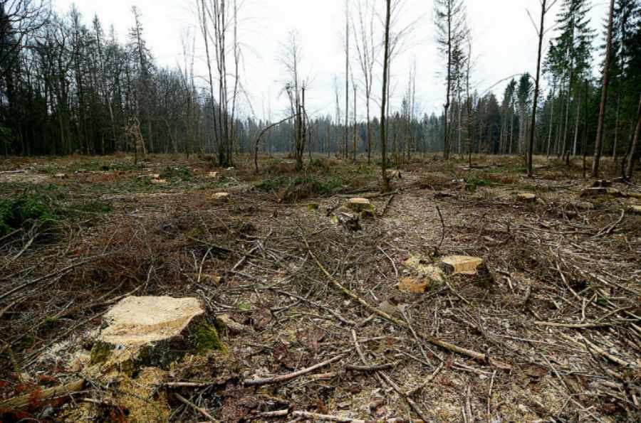 UNESCO committee called for immediate cessation of logging of oldest stand of trees Journal